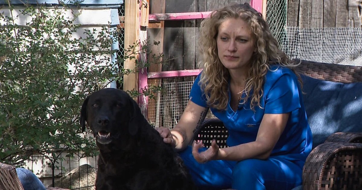 Meth-laced hot dogs have twice sickened a family’s pups. Police don’t know who’s responsible or why.