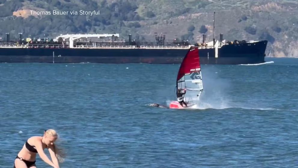 WATCH: Windsurfer collides with whale in San Francisco Bay
