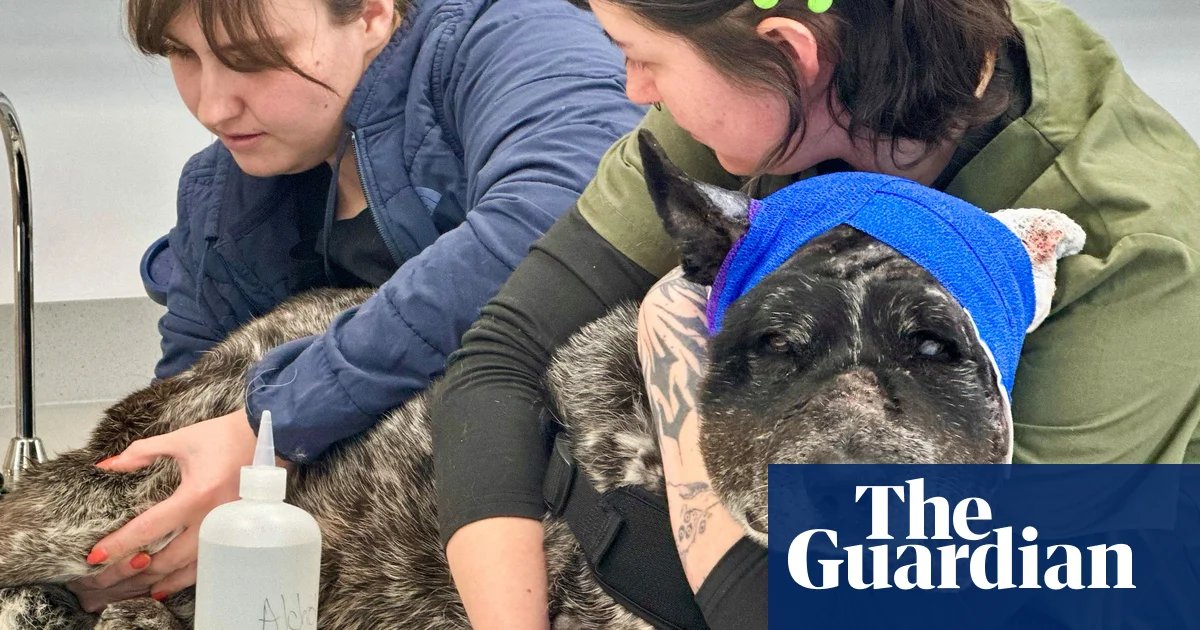 ‘Our little savior’: partly blind New Mexico dog hailed for warding off bear | New Mexico