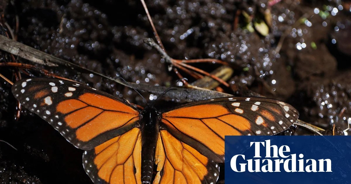 Mexico’s monarch butterfly population jumps 64%, offering hope for at-risk species | Mexico