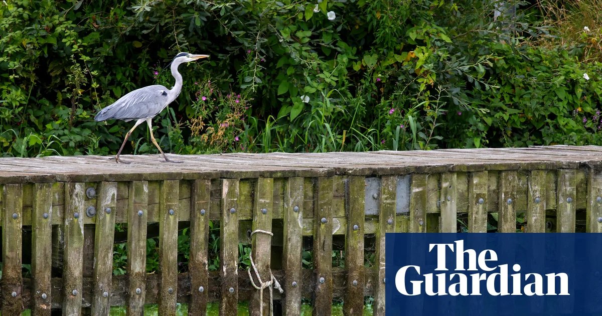 Eel fisher takes on authorities at Belfast court over pollution in UK’s largest lake | Water