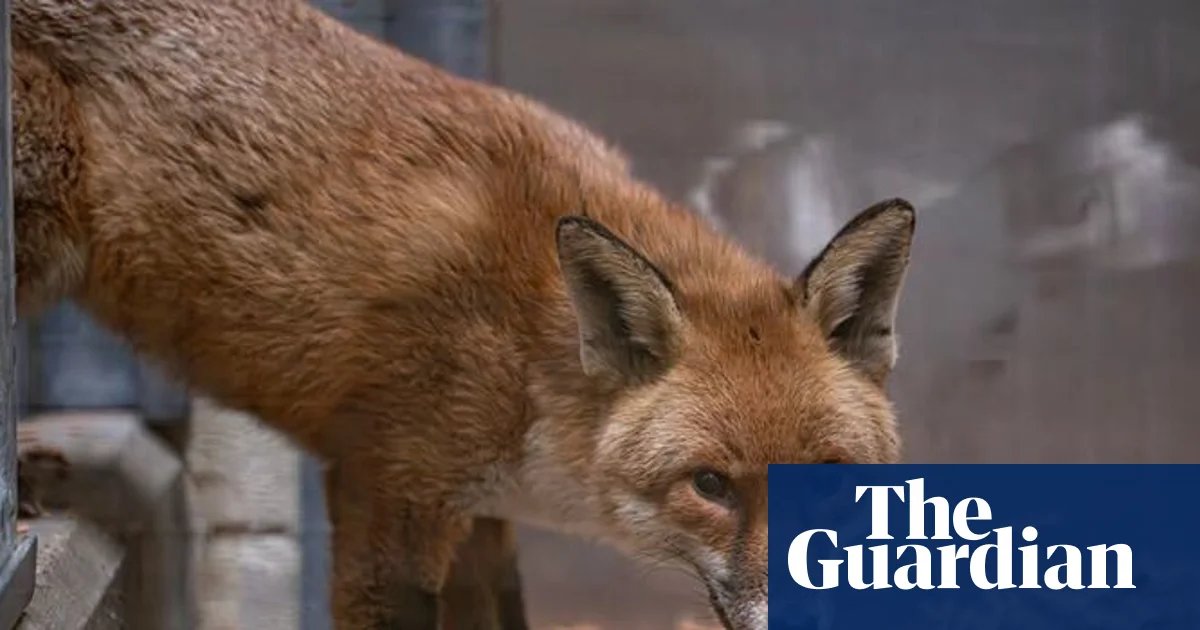 ‘Sly stowaway’ UK fox finds new home at Bronx Zoo after illicit transatlantic trip | Southampton