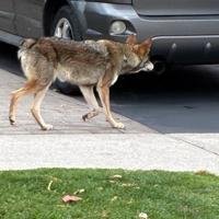 Bunny the internet-famous coyote is getting a little too comfortable with humans. The city of Mississauga is sounding the alarm