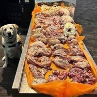 Detector dog sniffs out 22 kg of raw meat in traveller's luggage
