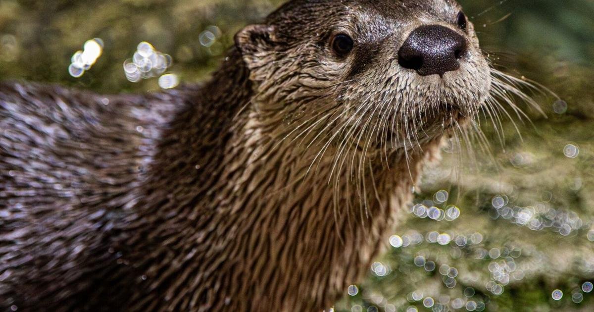 Toronto Zoo’s North American river otter pregnant with twins
