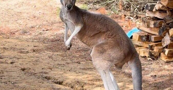 Chesney the kangaroo scales tall fence and flees petting zoo for three days on the lam