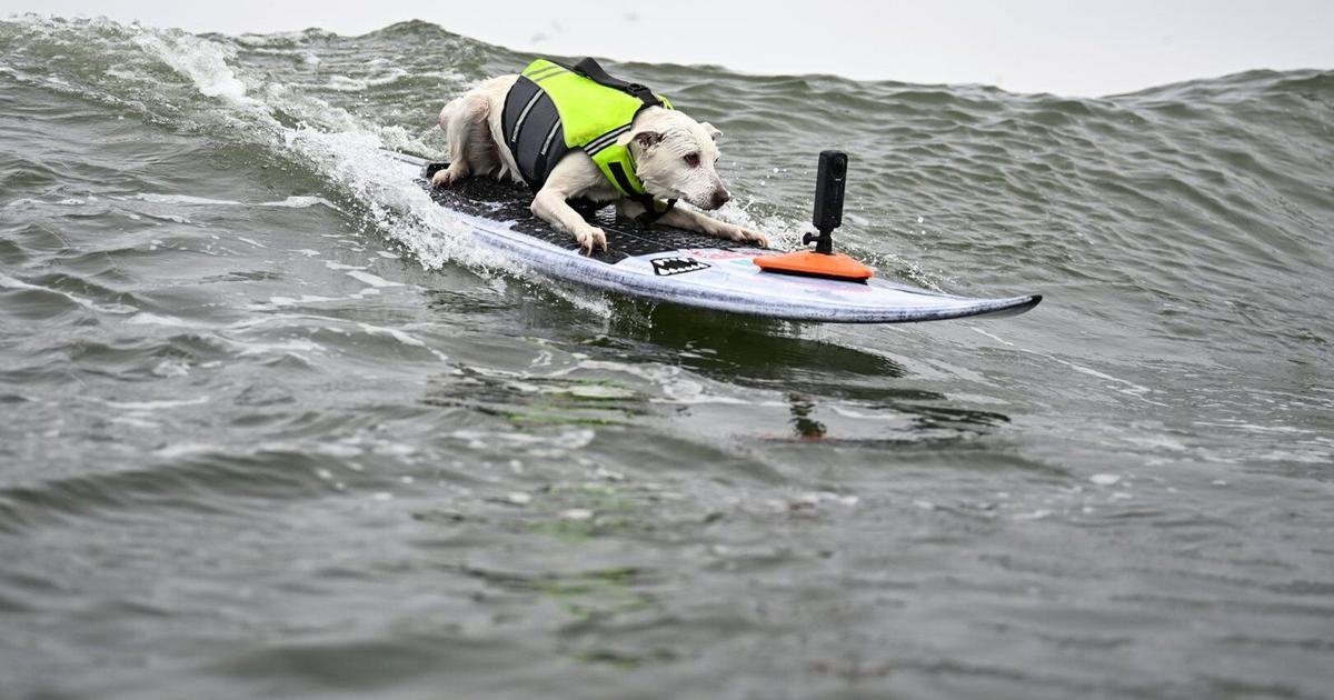Sugar The Surfing Dog, the first canine inducted into the Surfer’s Hall of Fame, dies