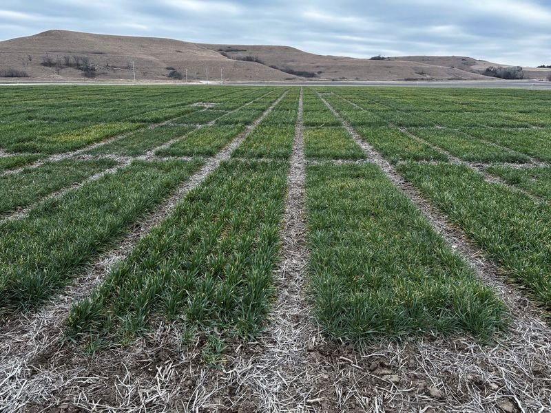 US researchers bet on hybrid, GMO seeds to make wheat profitable again