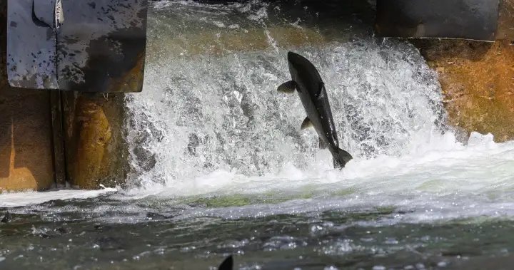 Some question Ford government timeline to slash number of conservation authorities