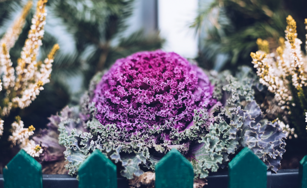 Local Man Allowed to Keep Garden