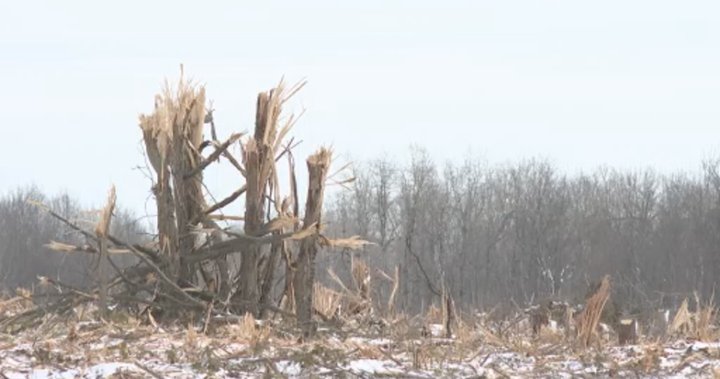 Kingston residents demand halt to Mile Square Forest clear-cutting – Kingston