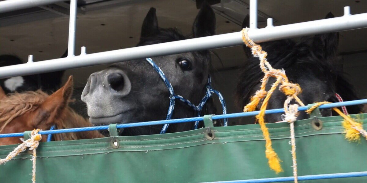 Animal Justice calls on Liberals to ban horse exports – The Hill Times