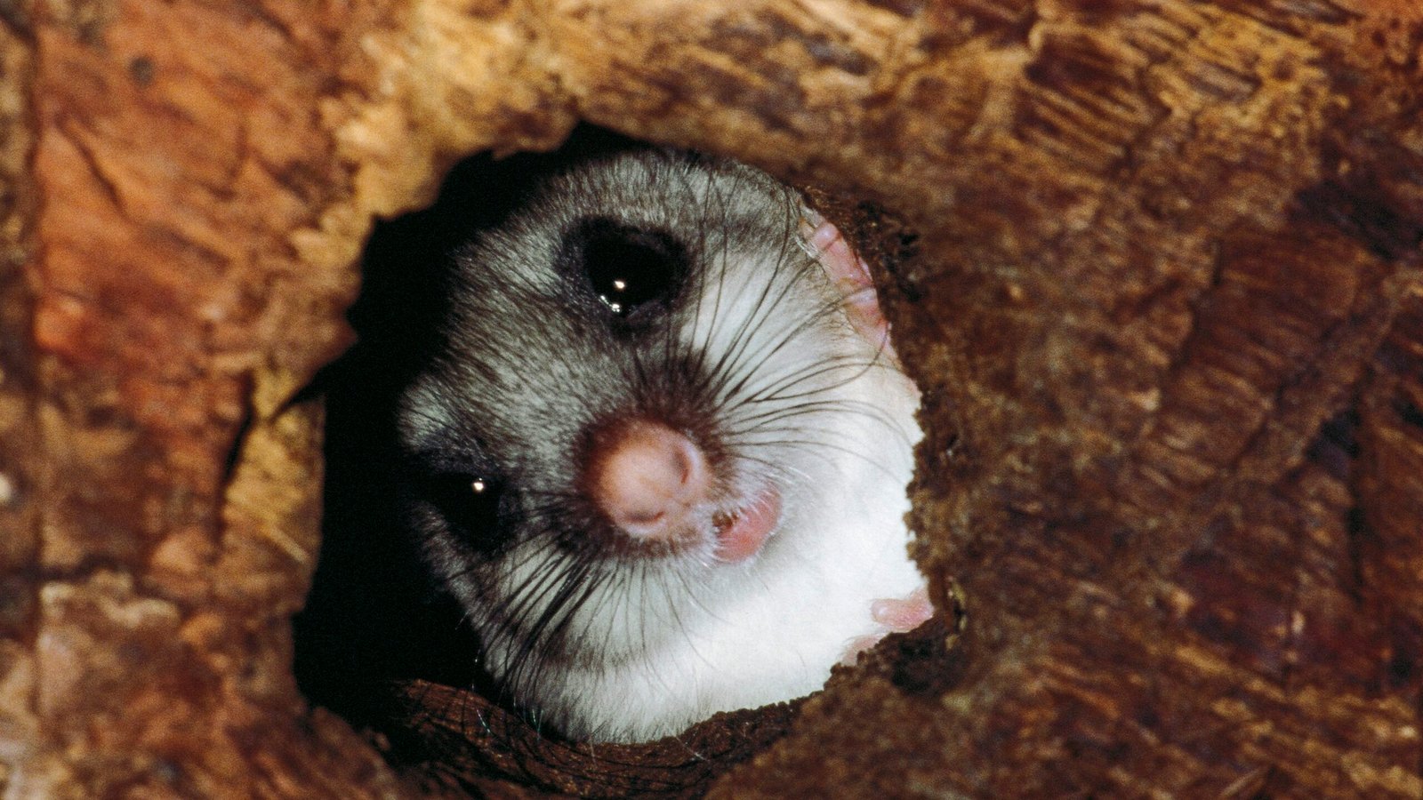 The strange animals that control their body heat
