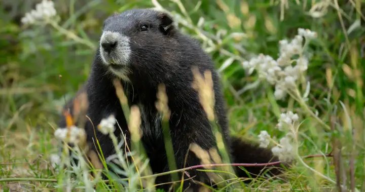 Gob the Vancouver Island marmot journeys back to breeding centre after release