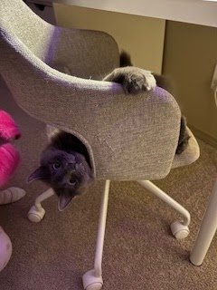 Tuesday Night Cat Blogging