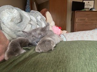 Tuesday Night Cat Blogging