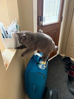 Tuesday Night Cat Blogging