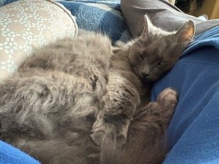 Tuesday Night Cat Blogging