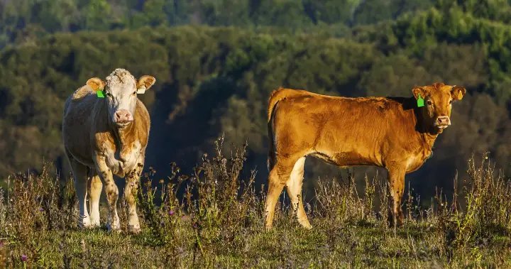 Don’t hunt the cows, OPP warn after cattle break free from trailer