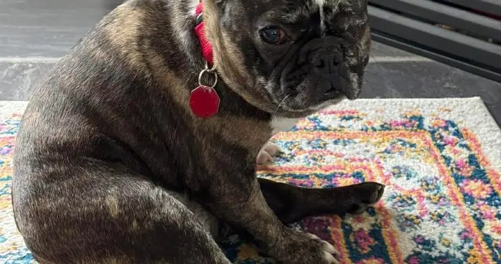 Kelowna-based rescue group pauses intake of new animals as financial stress grows