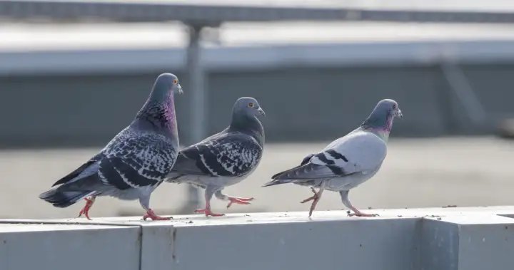 Pigeons unlikely the source of backyard defecation in Ontario city, council told