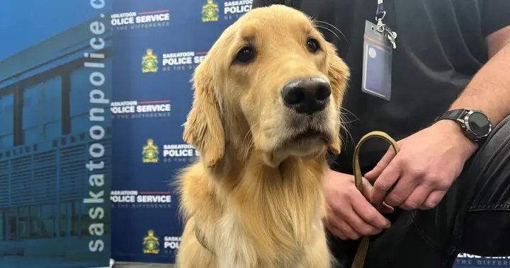 Saskatoon Police Service welcomes new electronic storage detection dog – Saskatoon