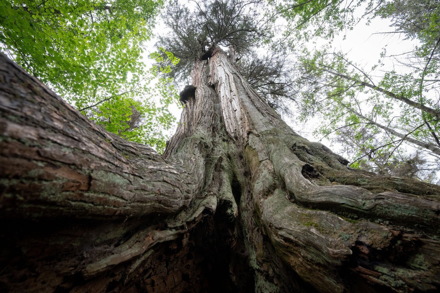B.C. appointed them to map old-growth. Now they say province is failing to save it