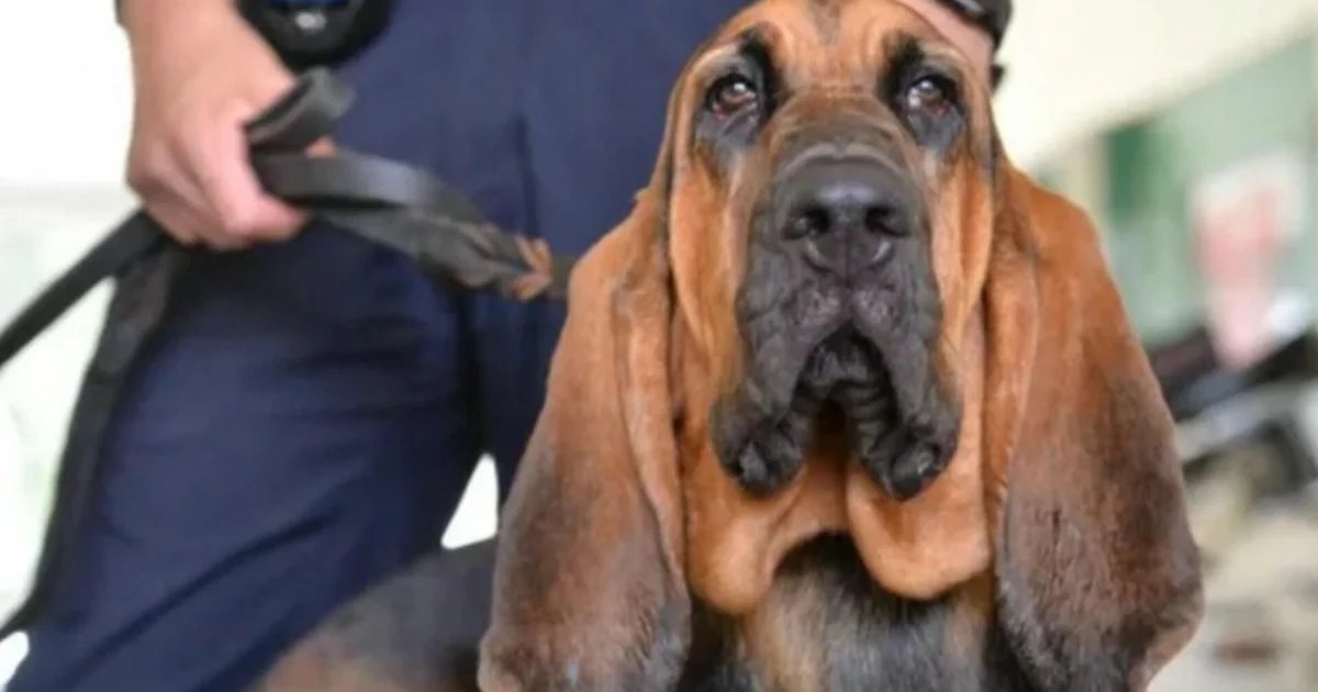 Dog tracks down missing 13-year-old boy with autism