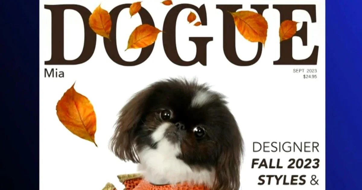 Dogue, parody fashion magazine for dogs, sued by Vogue owner Condé Nast