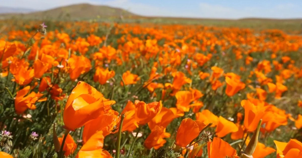 Man sprinkles seeds of hope on California wildfire scars