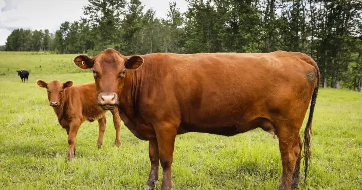 Cattle farmers slam N.B. plan to end vet services – New Brunswick