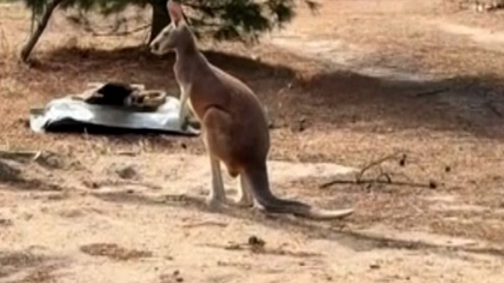WATCH:  Chesney the kangaroo found after 3 day search