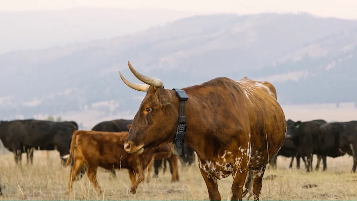 Peter Thiel's Founders Fund backs AI tech for ranchers