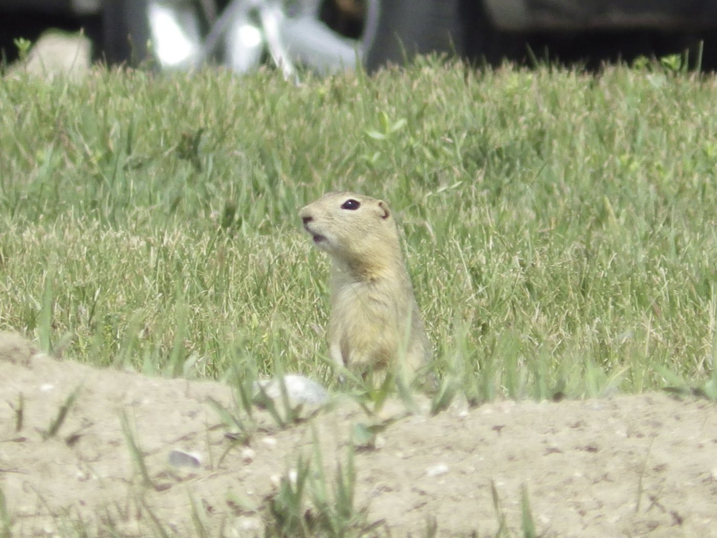 ‘Long overdue’: Prairie farmers welcome renewal of poison to target pesky gophers
