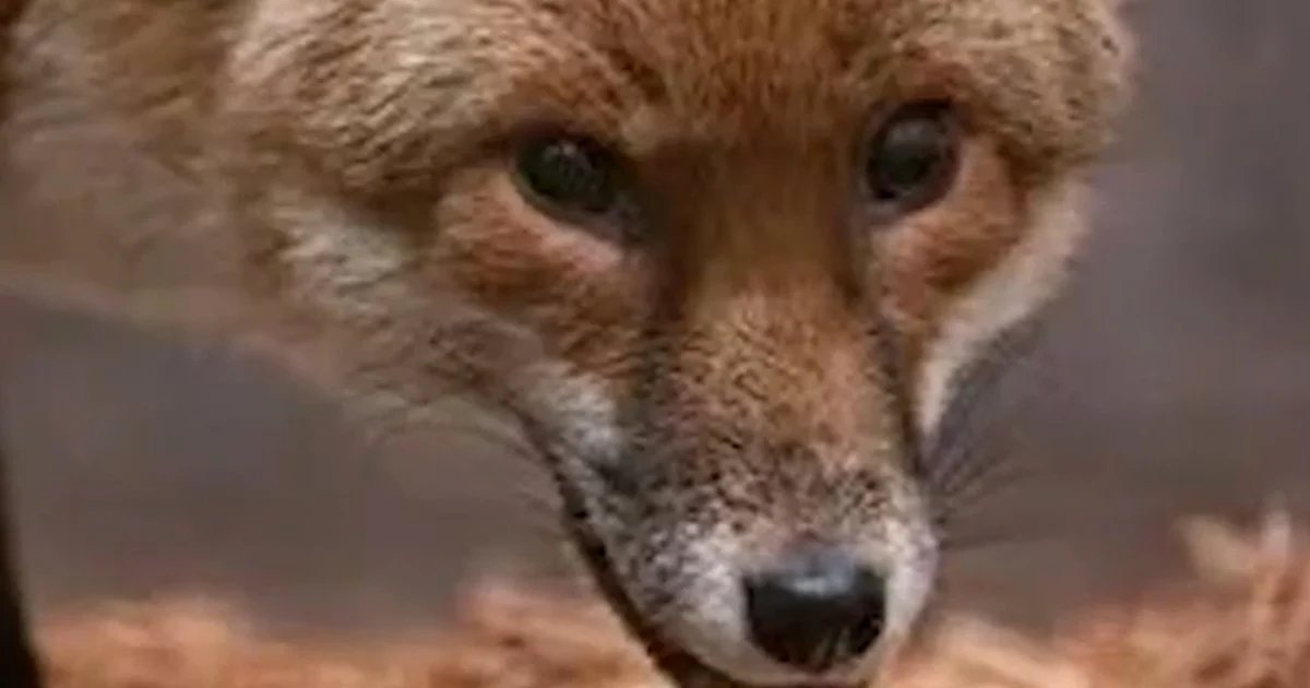 Red fox stows away from England to New York on cargo ship