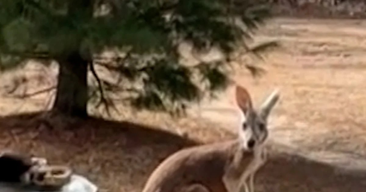 Kangaroo returns home after 72 hours on the run