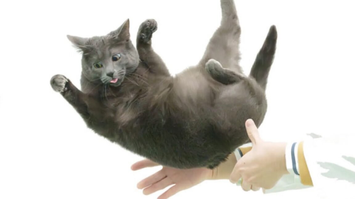 Flexible feline spines shed light on “falling cat” problem