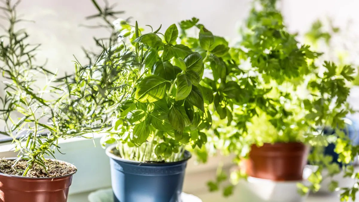 7 Houseplants That Naturally Fight Off Indoor Pests