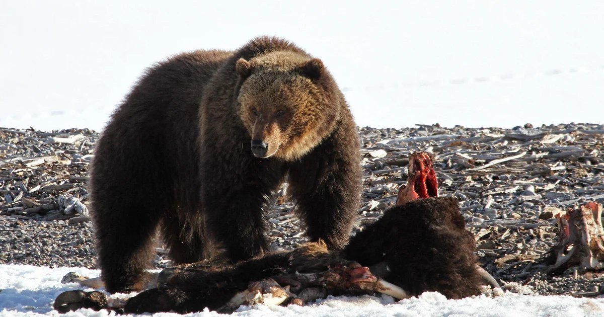 First grizzly bear of 2026 spotted at Yellowstone, feeding on bison carcass