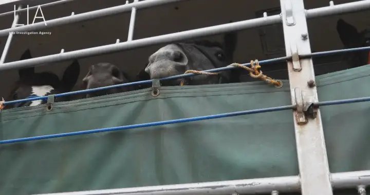 Canadian horses exported to Japan for slaughter falling sick, dying: animal advocates