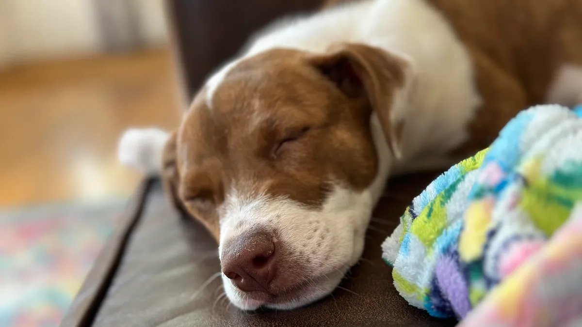 Here’s How to Turn Your Favorite Pet Photo Into a Cute iPhone Emoji