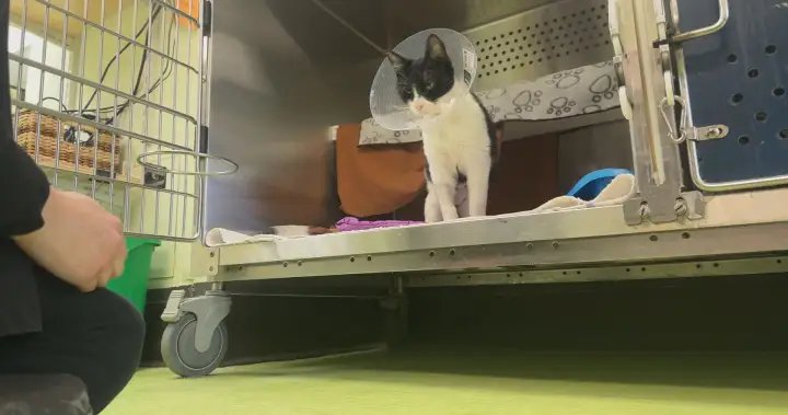 ‘Landmark’ Quebec ruling states no-pet clause violates Charter rights – Montreal