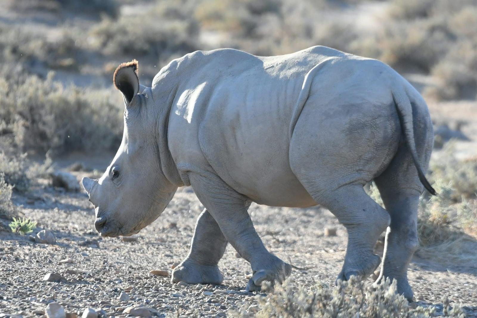 South African safari photo by Holly Cowen