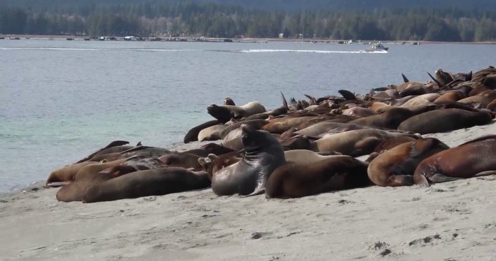 Hundreds of sea lions have taken over a Vancouver Island beach – BC