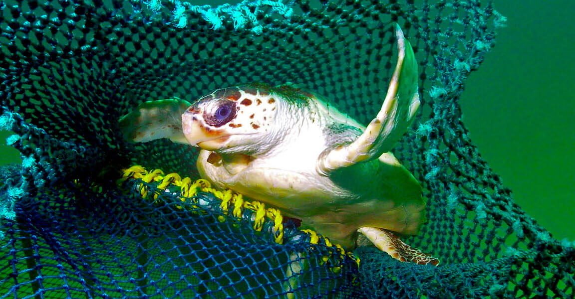 How new fishing tech can reduce bycatch of turtles and other creatures