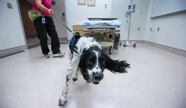Angus, the C. difficile sniffing dog, celebrated as he retires after a decade
