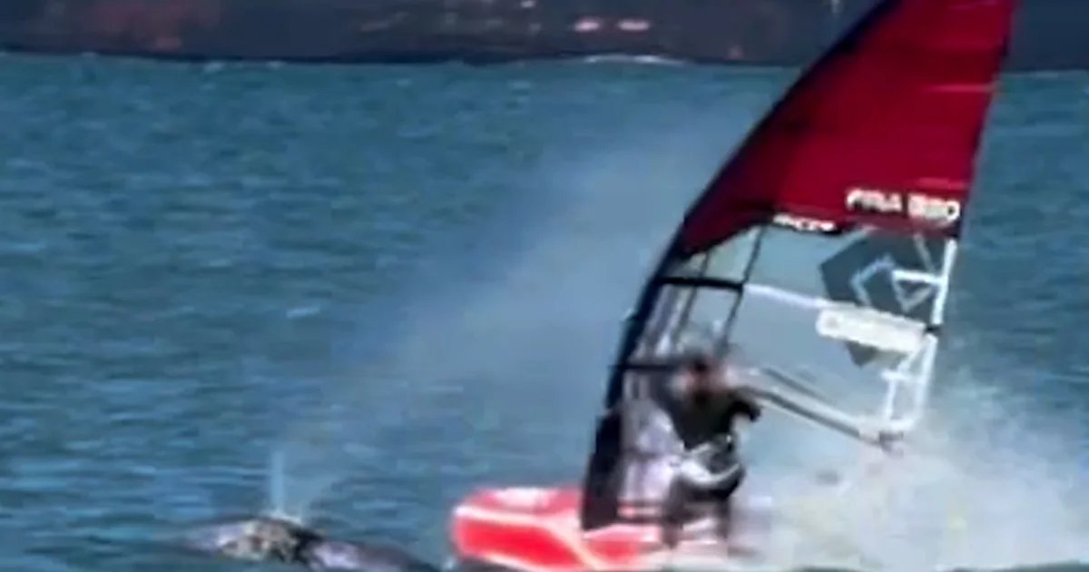 Windsurfer crashes into whale in San Francisco Bay