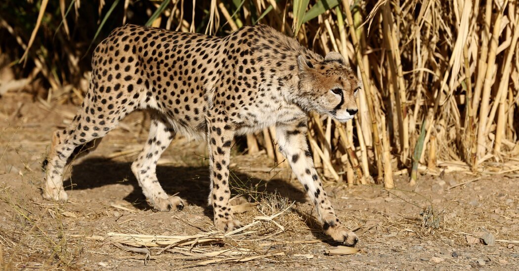 In Iran, Cheetah Sightings Offer Rare Spots of Hope Amid War