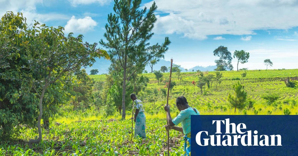 Iran war may cause food shortages in Africa, world’s largest fertiliser firm says | Chemical industry