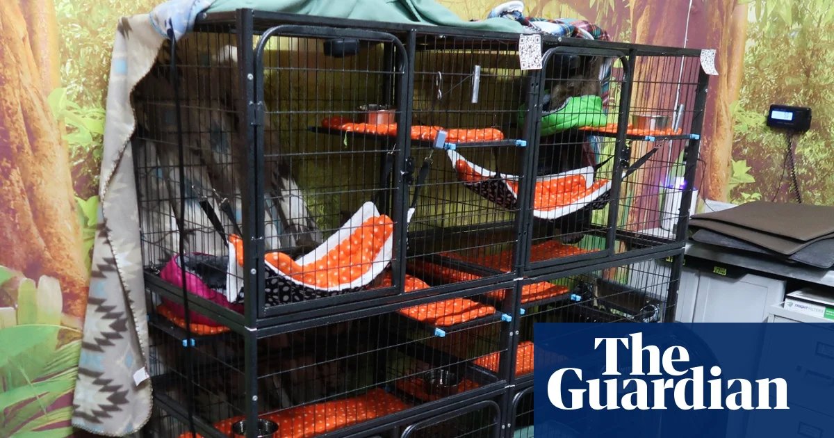 Florida officials investigate planned ‘Sloth World’ attraction after 31 sloths die in warehouse | Florida